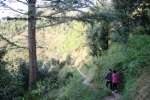 A forest hike at Park Woods Shoghi.