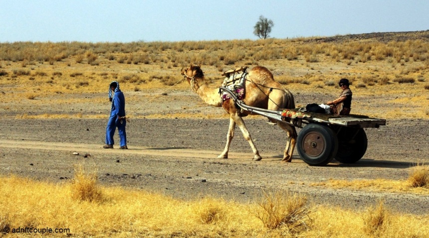 Atop the camel cart in DNP, Jaisalmer, Rajasthan