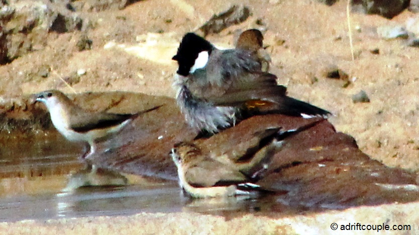 White eared bulbul and desert wheatears at the waterhole in DNP, Jaisalmer