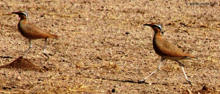 Coursers with long legs, short wings and long pointed bills which curve downwards