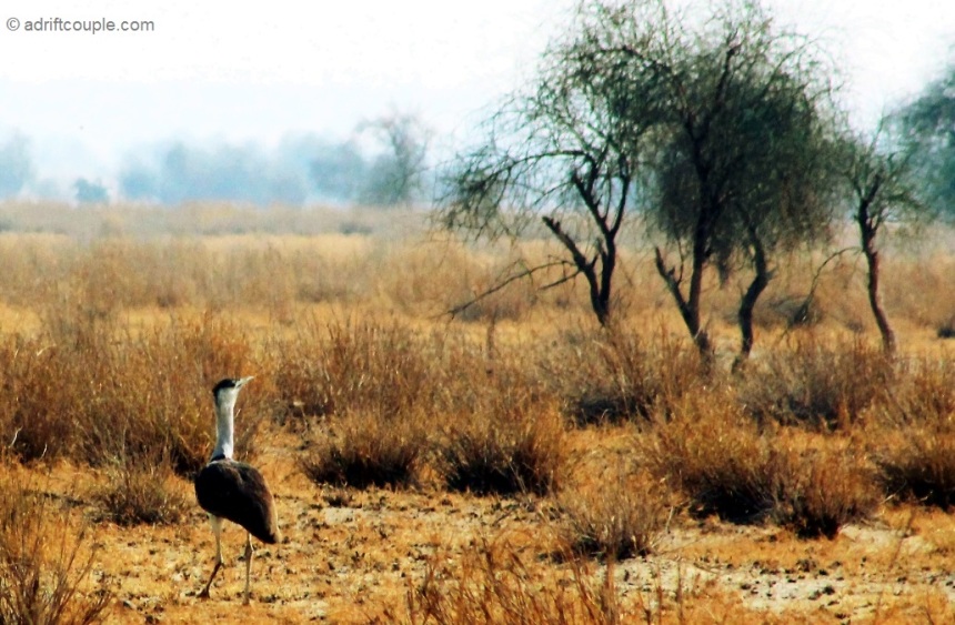 Godawan – The Great India Bustard (GIB) – the state bird of Rajasthan, endemic to India.