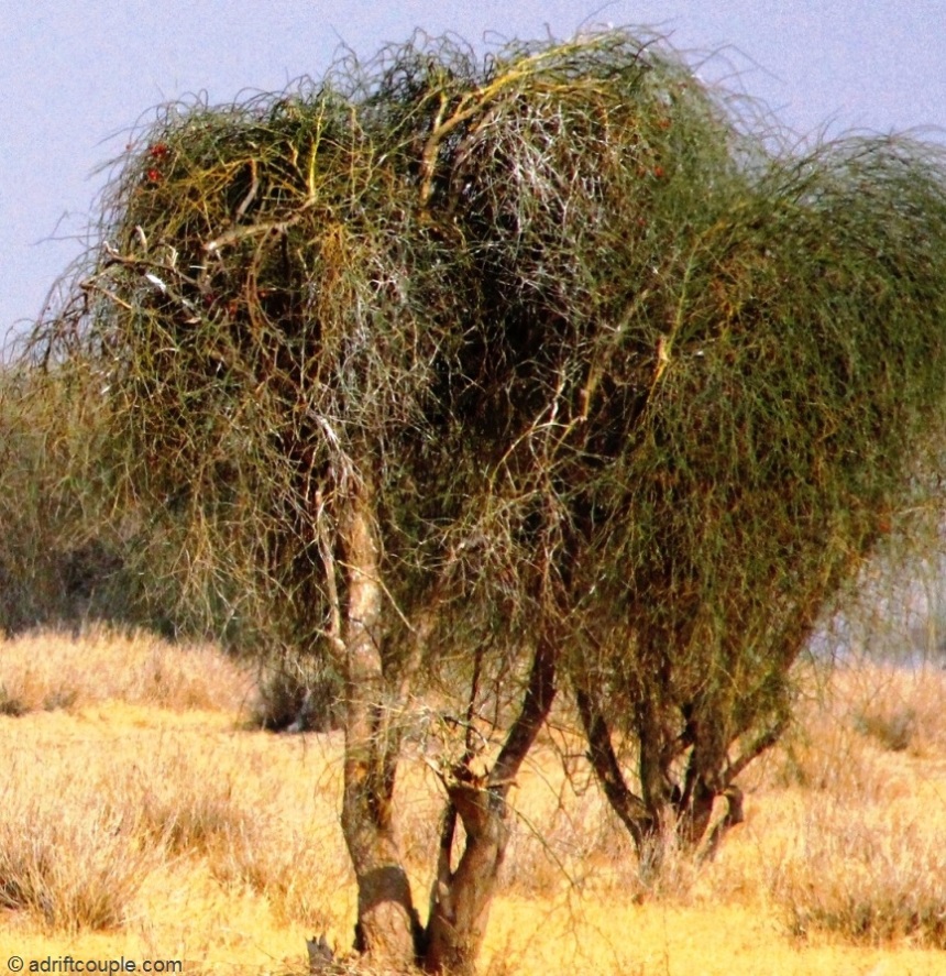 Ker – a tree with green thorny stems at DNP, Jaisalmer, Rajasthan