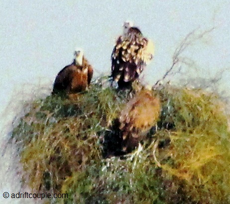Raptor and scavenger at DNP - perched atop a Ker tree.