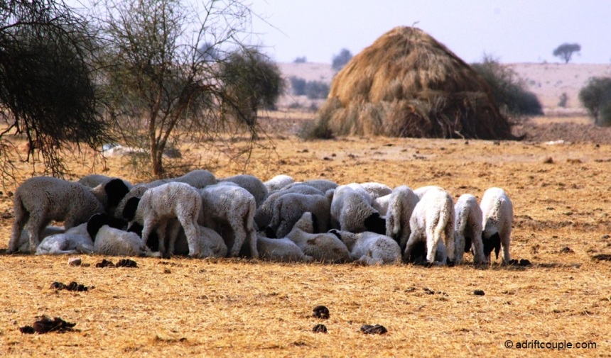 A flock of sheep outside DNP