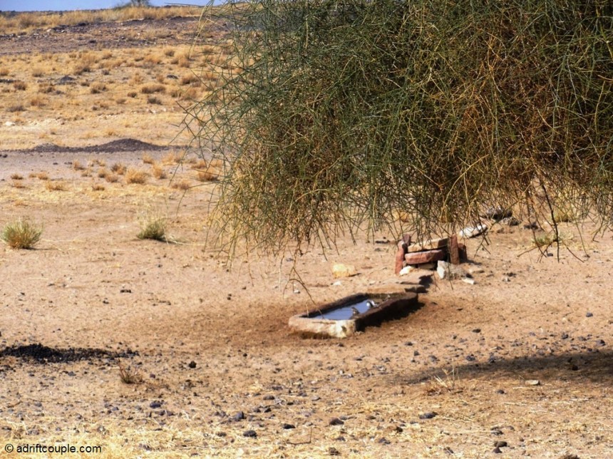 Waterhole at DNP, Jaisalmer attracts birds