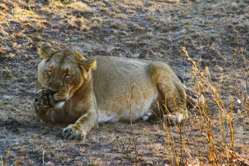 Gir Lion Cub