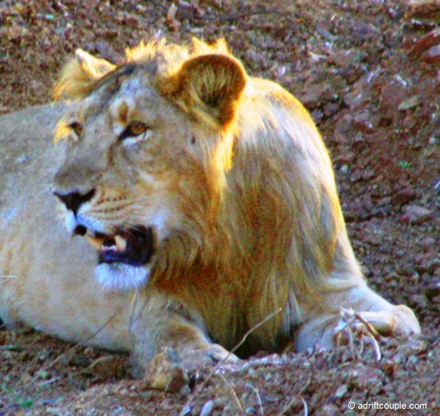 Gir Lion