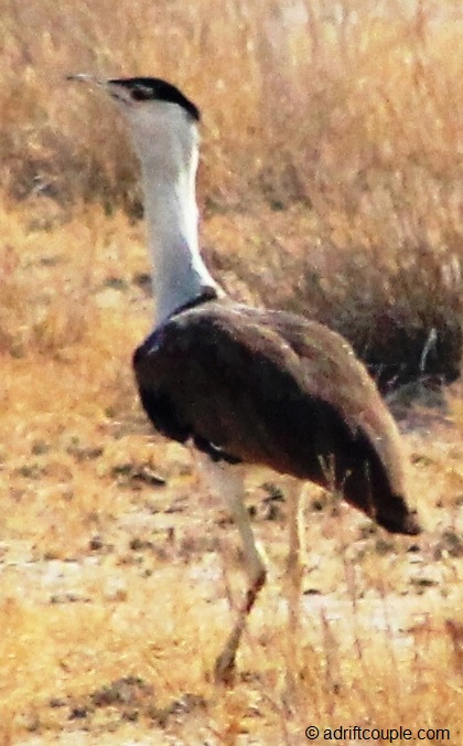 The endangered Indian bustard is the major attraction of Desert National Park.