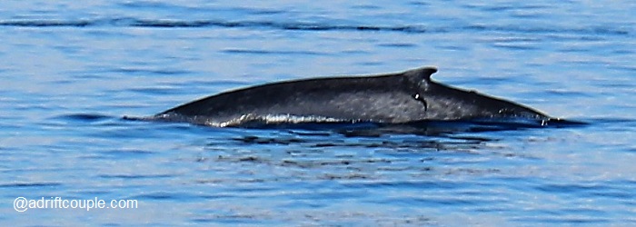 Whale and dolphin watching in Mirissa is one of the most exciting water activities you can do in Sri Lanka during your holiday.