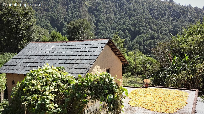 Corn cobs and hay drying on roof tops of Gunehar village homes with the mountains forming the backdrop.