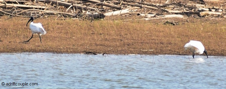 Black Headed Ibis Nagarhole