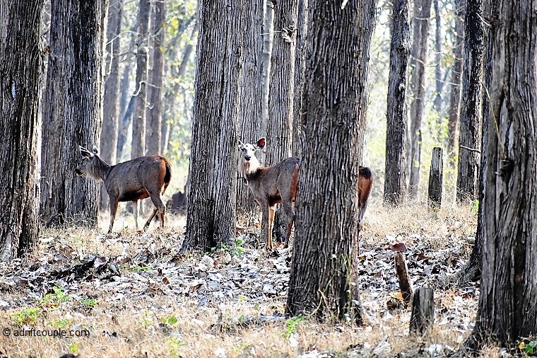 Sambar Deer Pair Nagarhole