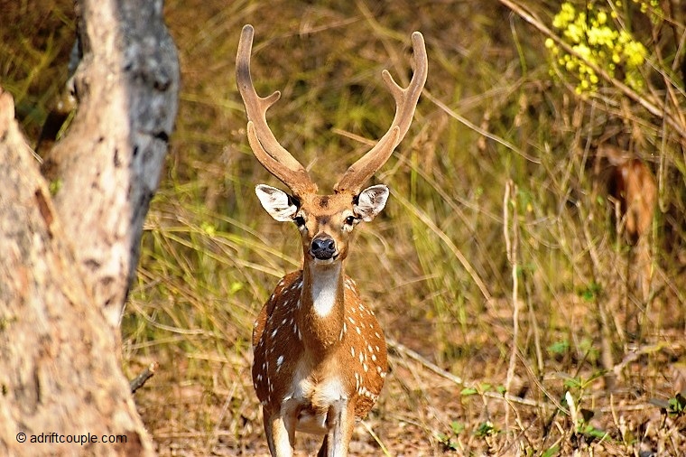 Stag Calf Nagarhole
