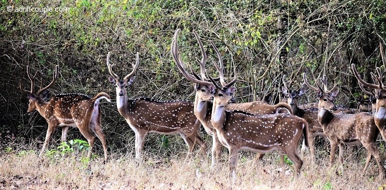 Stag Herd Nagarhole