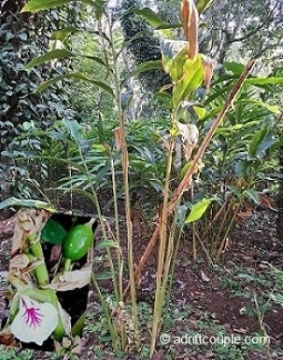 Cardamom Plant and Flower
